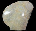 Free-Standing Polished Fossil Coral (Actinocyathus) Display #69365-2